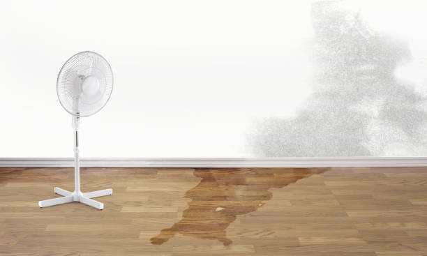 Best Local water damage restoration  in Elizabeth Lake, CA