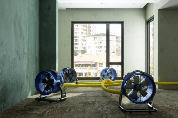 Best Mold removal after water damage  in Elizabeth Lake, CA